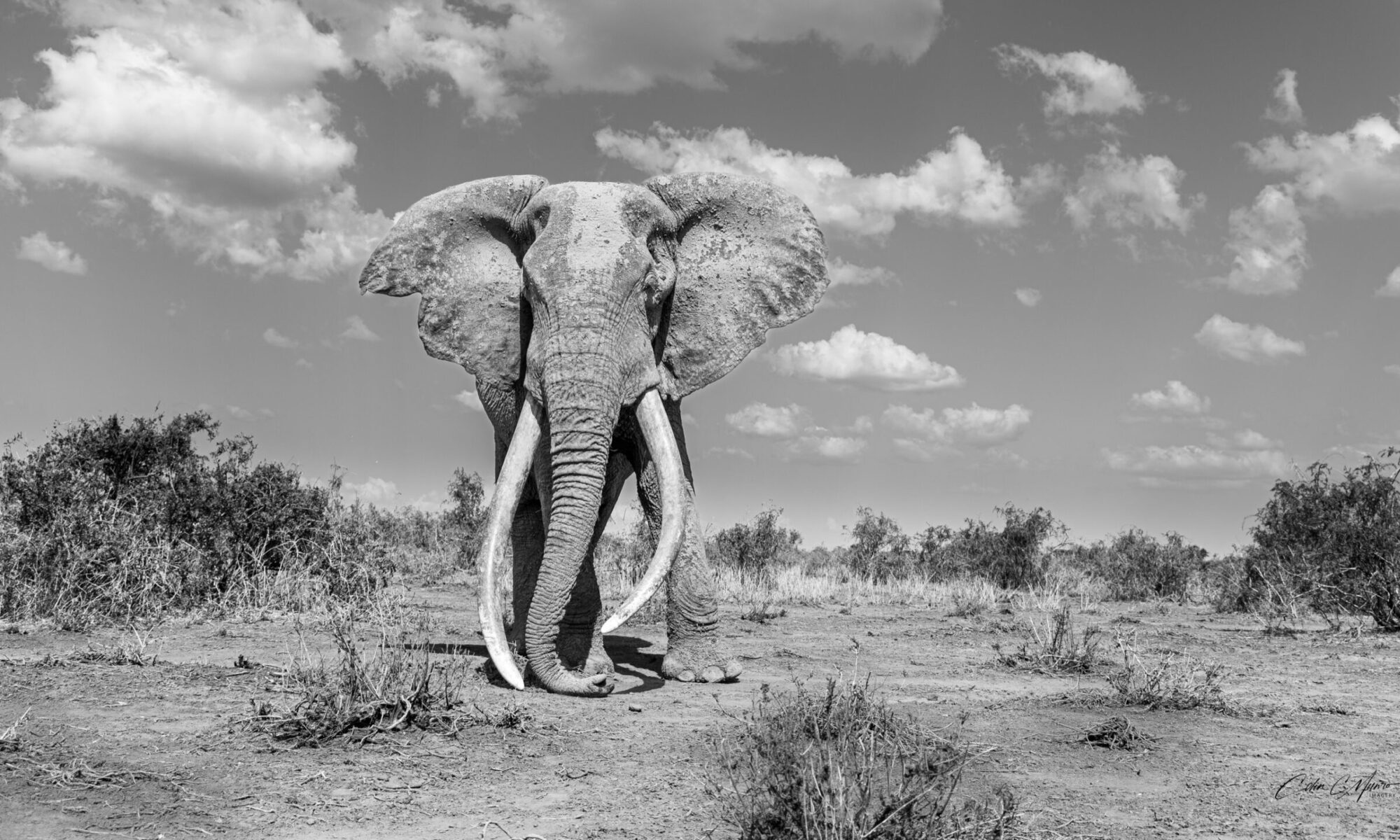 Long Tusker Elephant Craig in Black and White